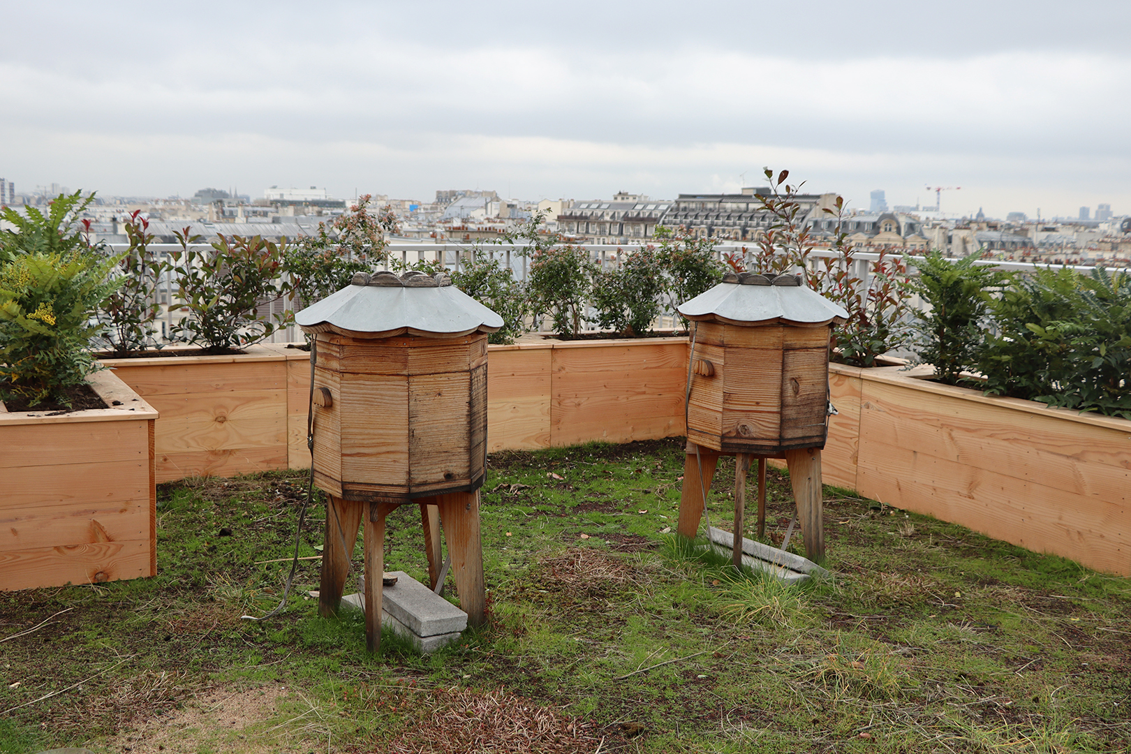 ANMA Foundation beehives