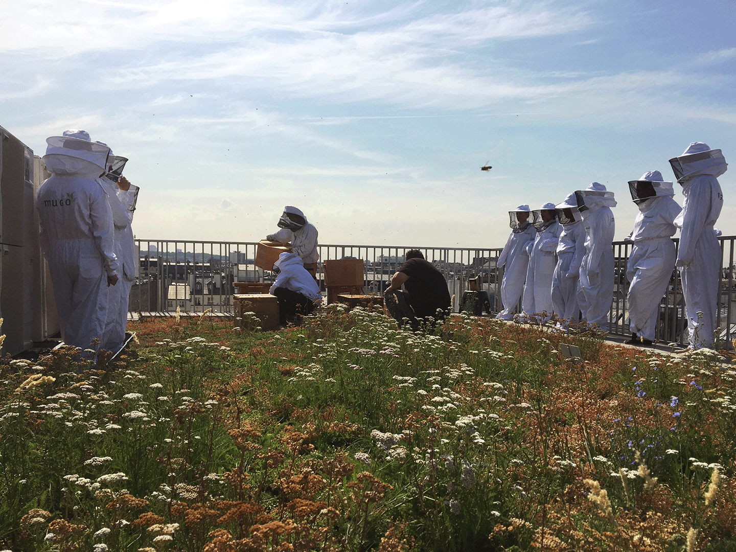 ANMA Foundation beehives