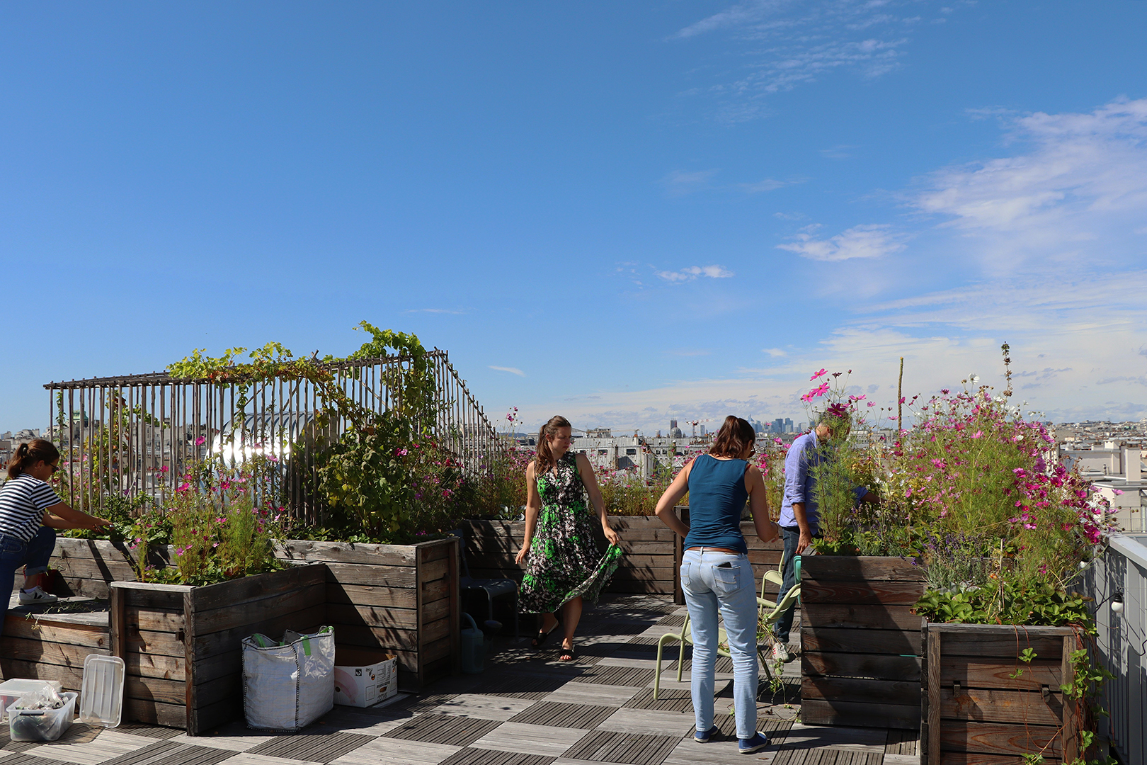 ANMA Foundation vegetable garden