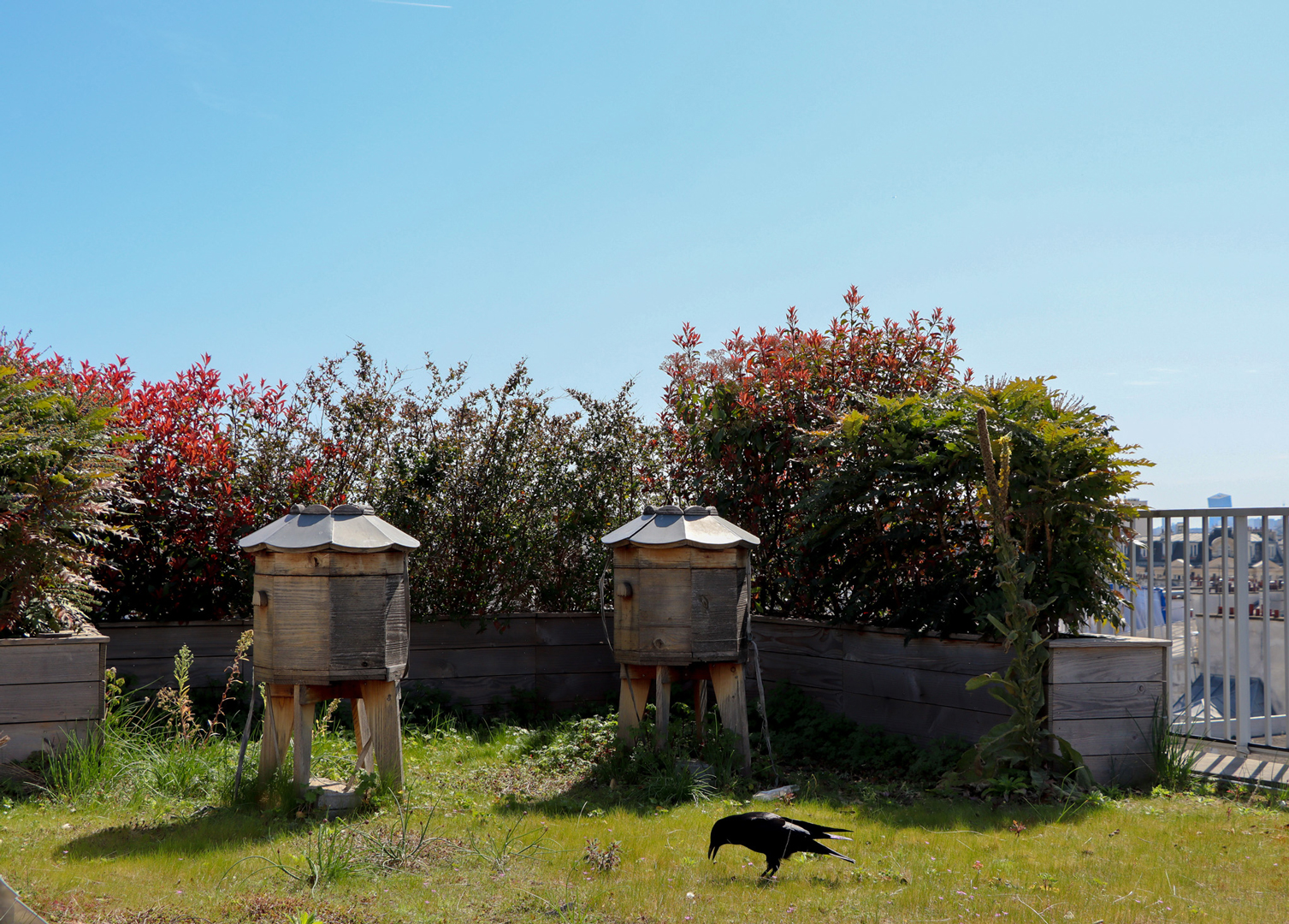 Fondation ANMA ruches